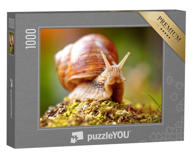 Puzzle 1000 Teile „Nahaufnahme einer ausgewachsenen Weinbergschnecke“