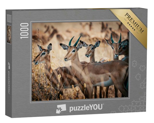 Puzzle 1000 Teile „Eine Gruppe von Impala-Antilopen im Chobe-Nationalpark, Botswana“