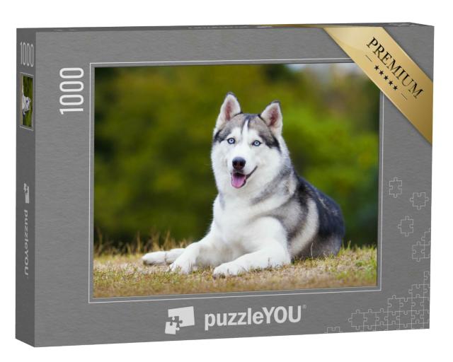 Puzzle 1000 Teile „Porträt eines sibirischen Huskys“