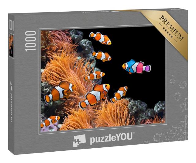 Puzzle 1000 Teile „Schwarm von Standard-Clownfischen und ein bunter Fisch “