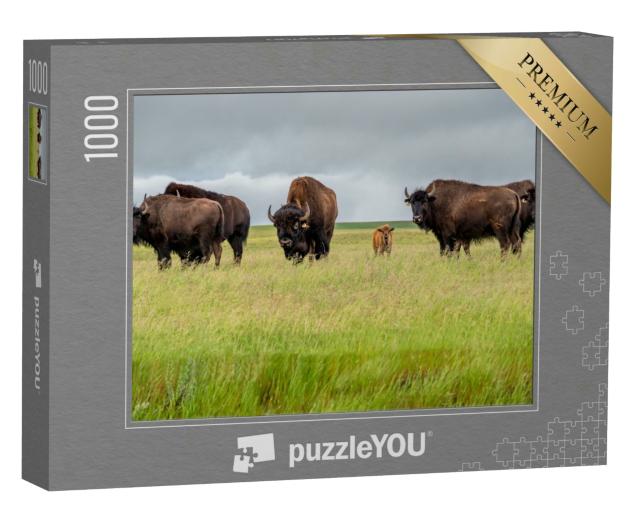 Puzzle 1000 Teile „Eine Herde Präriebisons mit einem Kalb, Kanada“