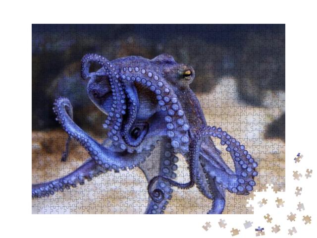 Puzzle 1000 Teile „Blauer Oktopus in einem Aquarium“