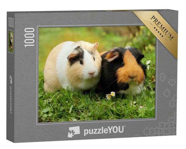 Puzzle 1000 Teile „Zwei süße Meerschweinchen“