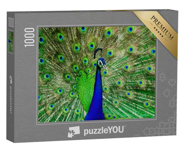 Puzzle 1000 Teile „Die Farben eines Pfaus in freier Wildbahn“
