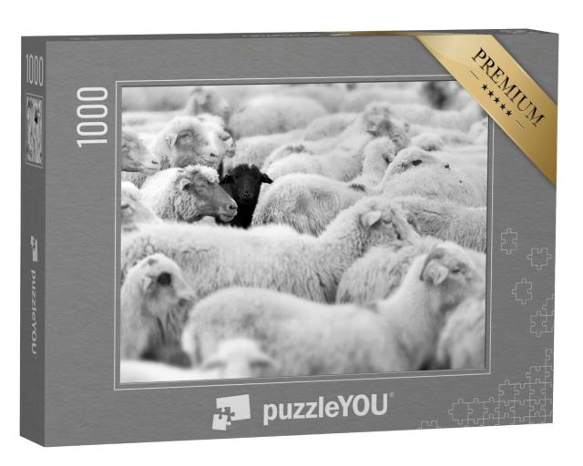 Puzzle 1000 Teile „Ein schwarzes Schaf in der Herde der Weißen “