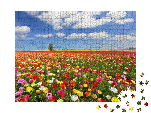 Puzzle 1000 Teile „Butterblumen als Garten-Hahnenfußgewächse “