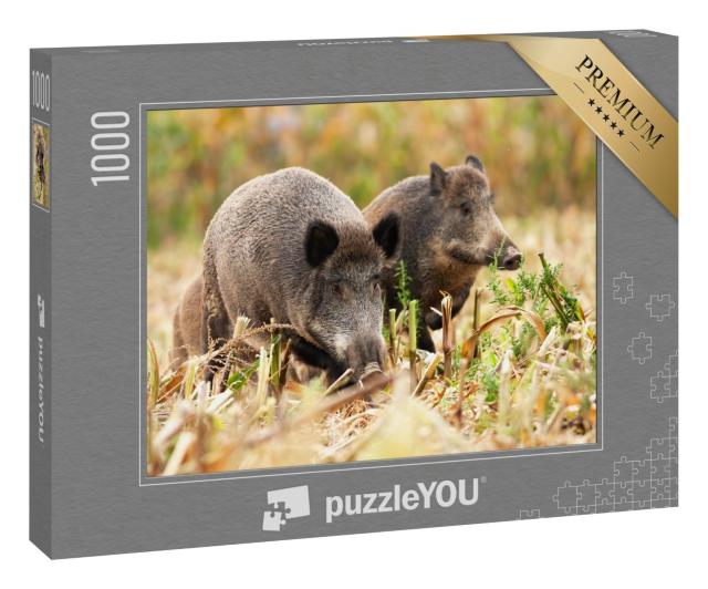 Puzzle 1000 Teile „Eine Herde Wildschweine “