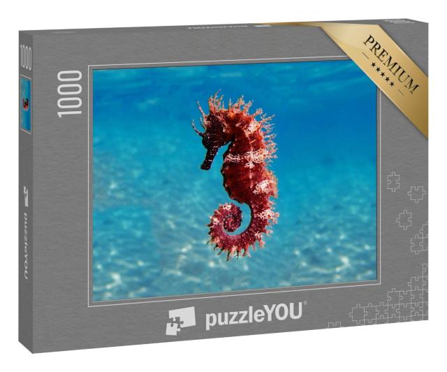 Puzzle 1000 Teile „Meeresszene: Mittelmeer-Seepferdchen, Hippocampus guttulatus“