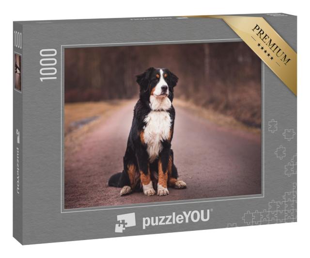 Puzzle 1000 Teile „Berner Sennenhund auf der Straße“