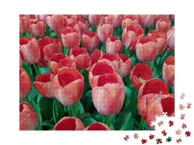 Puzzle 1000 Teile „Pfirsichfarbene Tulpen auf einem Feld“