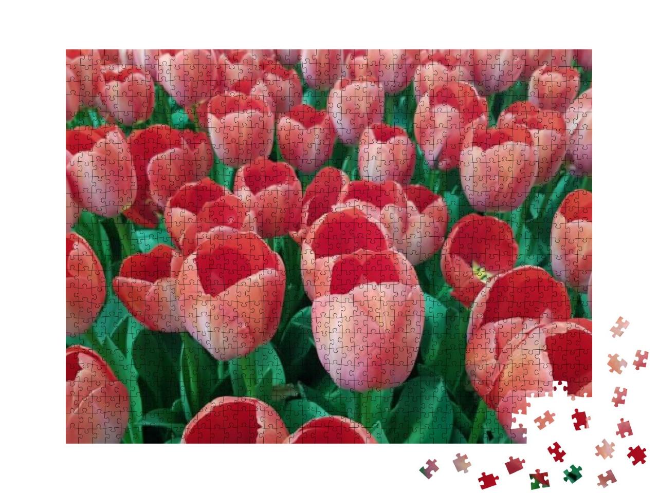 Puzzle 1000 Teile „Pfirsichfarbene Tulpen auf einem Feld“