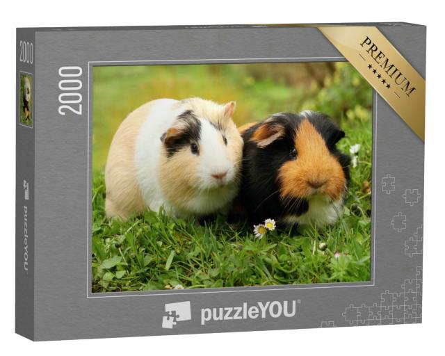 Puzzle 2000 Teile „Zwei süße Meerschweinchen“