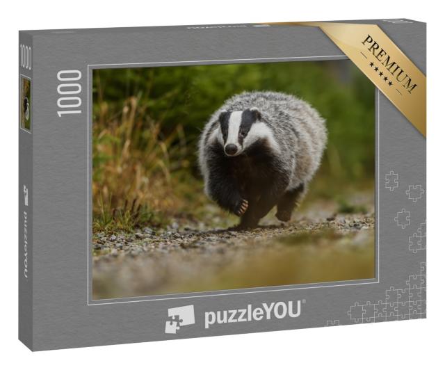 Puzzle 1000 Teile „Dachs läuft durch den Wald,  Deutschland“
