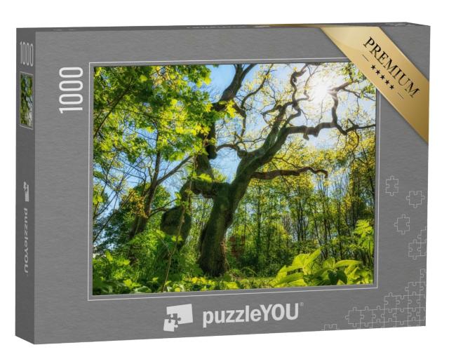 Puzzle 1000 Teile „Wunderbare alte Eiche im Nationalpark Hainich“