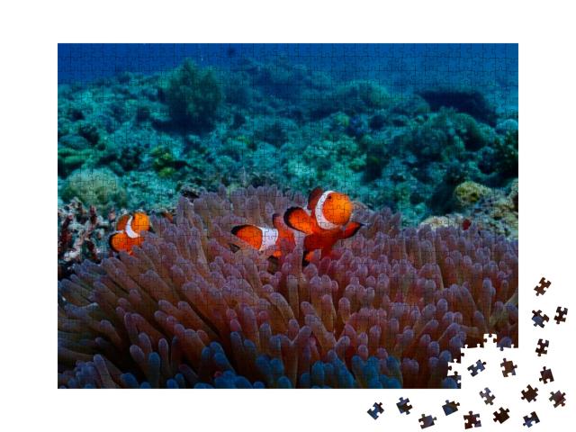 Puzzle 1000 Teile „Anemonenfisch vom Tauchplatz Malapascua“