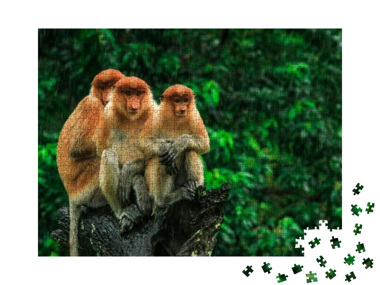 Puzzle 1000 Teile „Proboscis-Affen in Borneo, Malaysia“