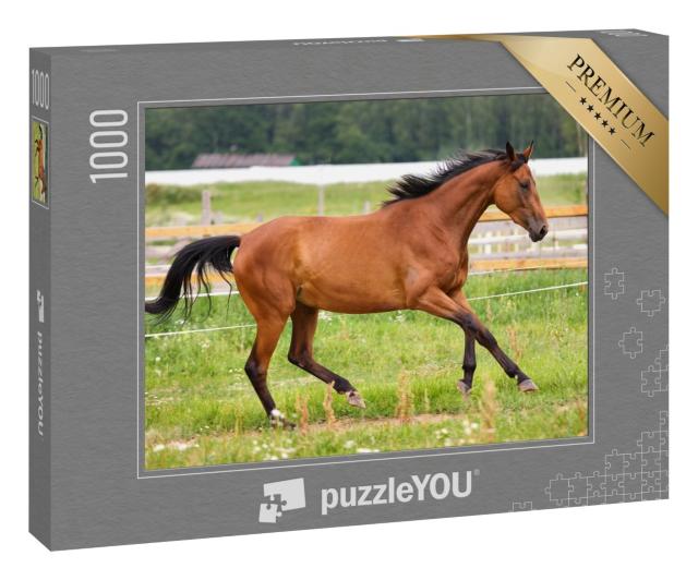 Puzzle 1000 Teile „Pferd im leichten Galopp auf einer Wiese“