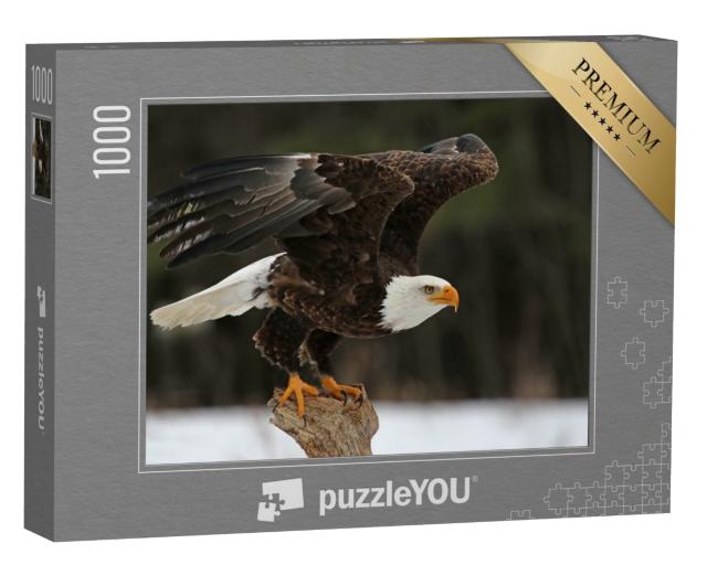 Puzzle 1000 Teile „Ein Weißkopfseeadler“