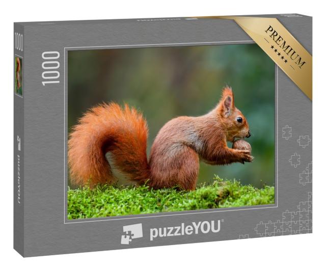 Puzzle 1000 Teile „Ein rotes Eichhörnchen frisst eine Nuss auf einem Moosstamm“