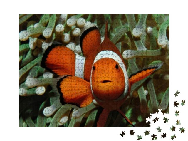 Puzzle 1000 Teile „Amphiprion, Westlicher Clownfisch mit Anemone“