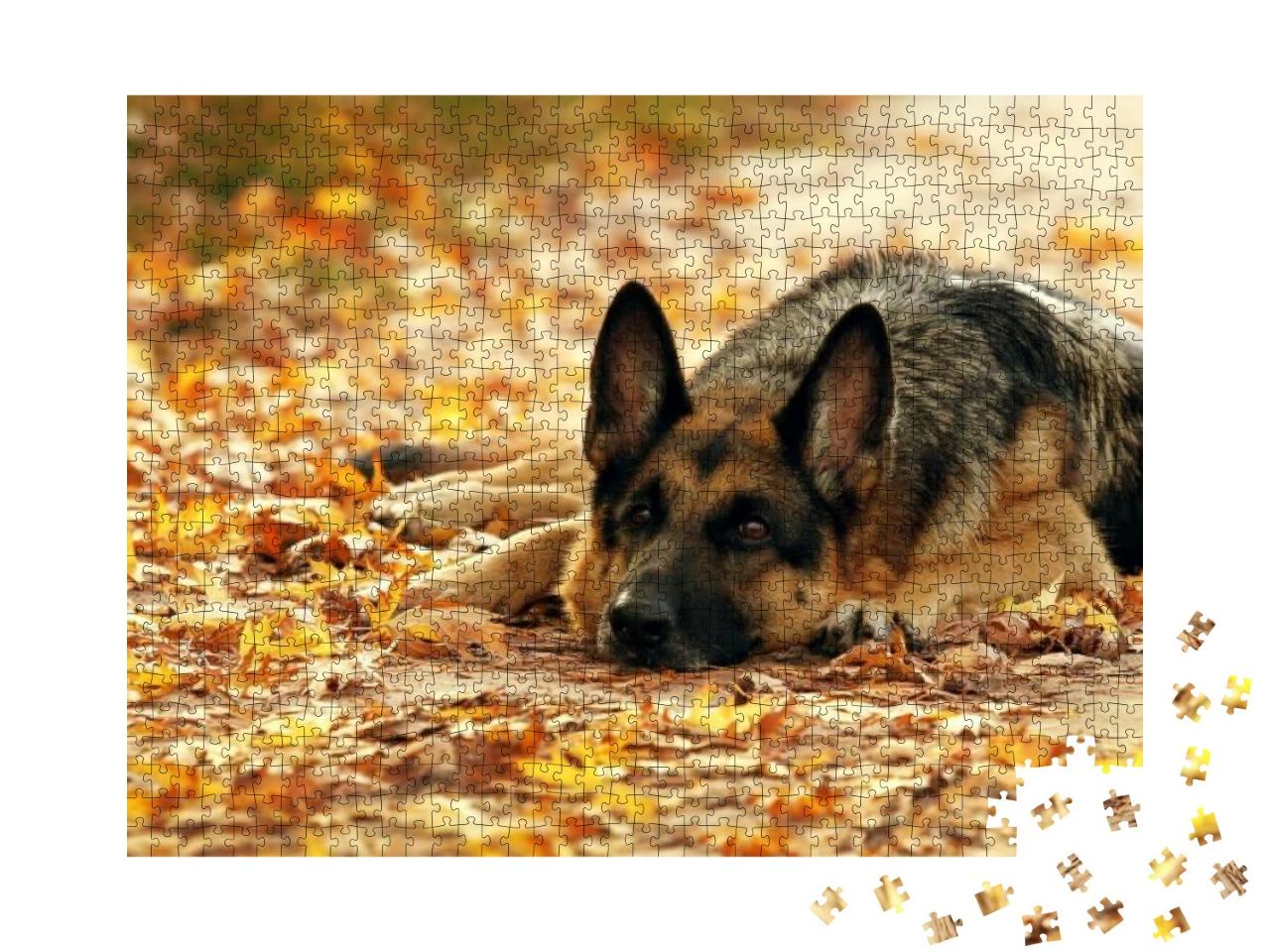 Puzzle 1000 Teile „Deutscher Schäferhund liegt im Herbstwald“