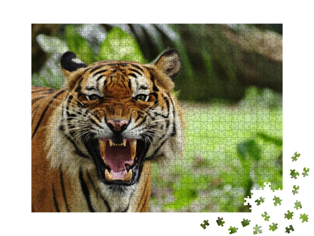Puzzle 1000 Teile „Gebleckte Zähne eines Tigers“