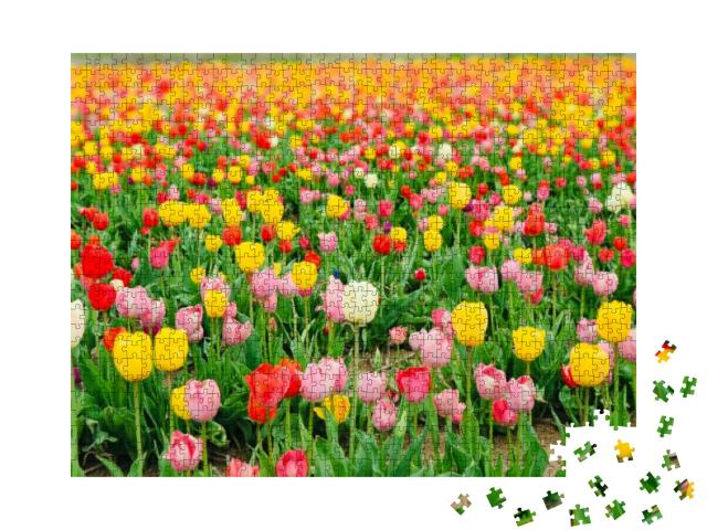 Puzzle 1000 Teile „Mehrfarbige Tulpen blühen auf einem Feld, Japan“