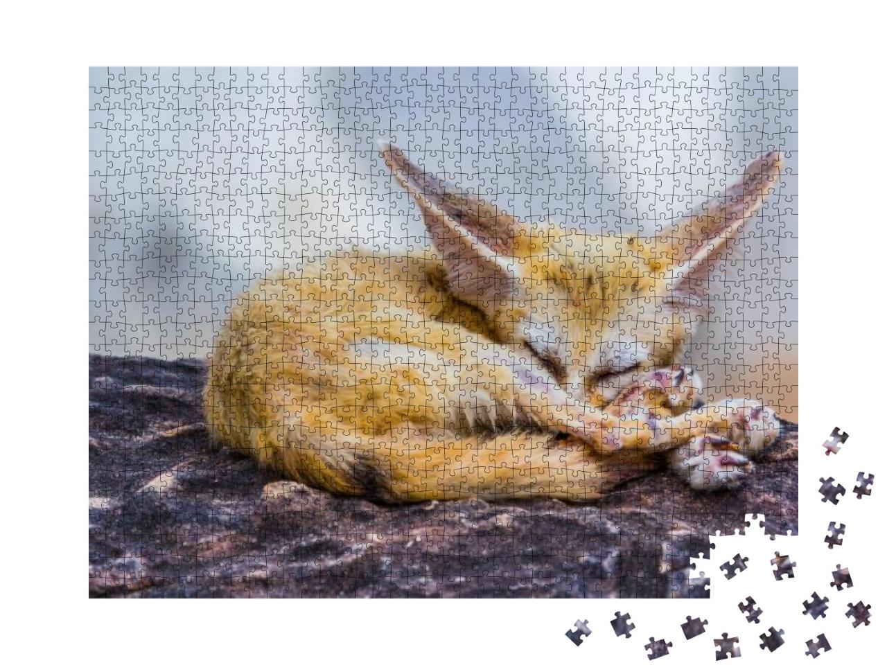 Puzzle 1000 Teile „Kleiner Fennec-Fuchs im Schlaf“