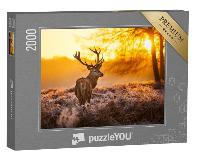 Puzzle 2000 Teile „Rothirsch in der Morgensonne“