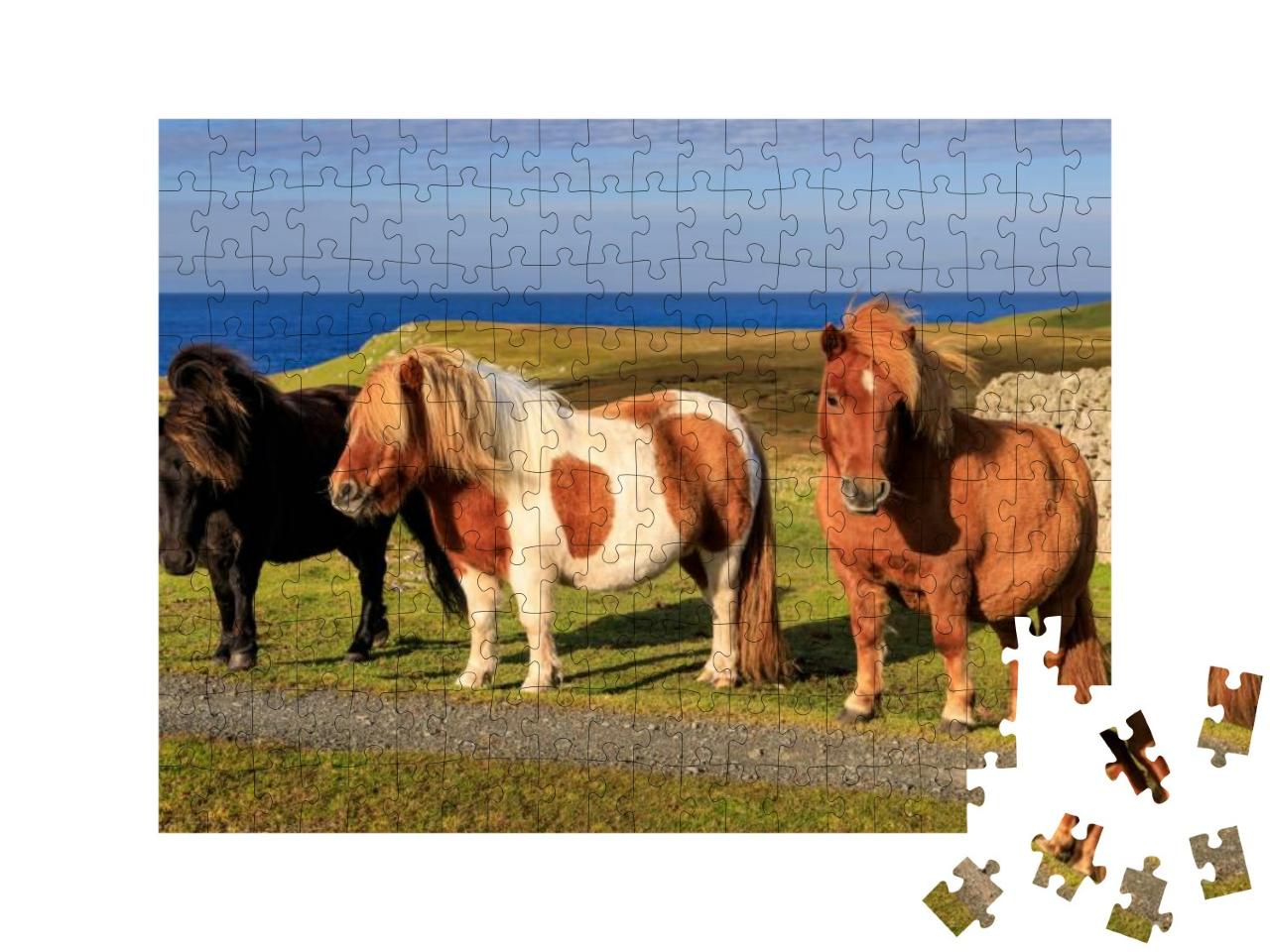 Puzzle 200 Teile „Drei Shetlandponys an der Küste Schottlands“