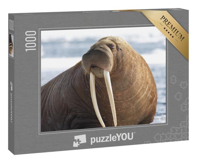 Puzzle 1000 Teile „Nahaufnahme eines Pazifischen Walrosses“
