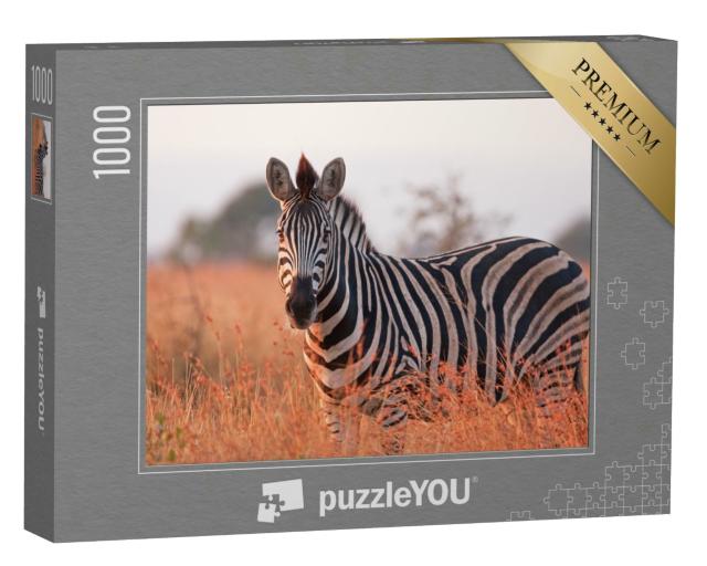 Puzzle 1000 Teile „Ein Steppenzebra: Equus quagga im Kruger-Nationalpark in Südafrika“