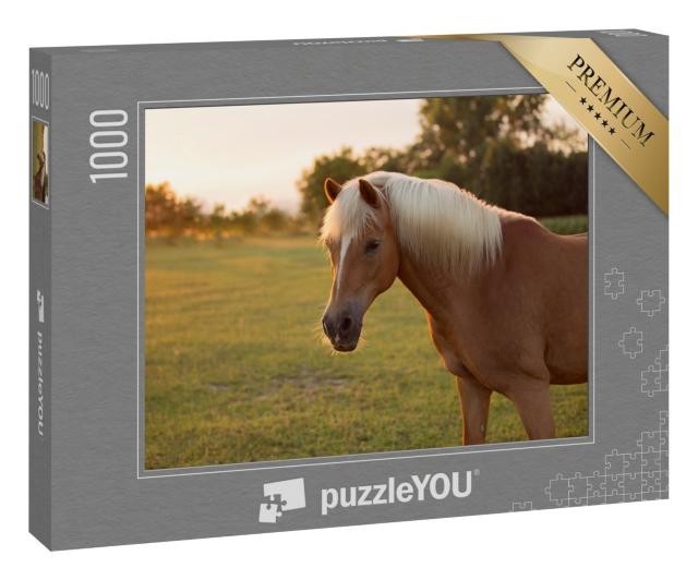 Puzzle 1000 Teile „Palomino Haflinger Pferd auf einer Weide“