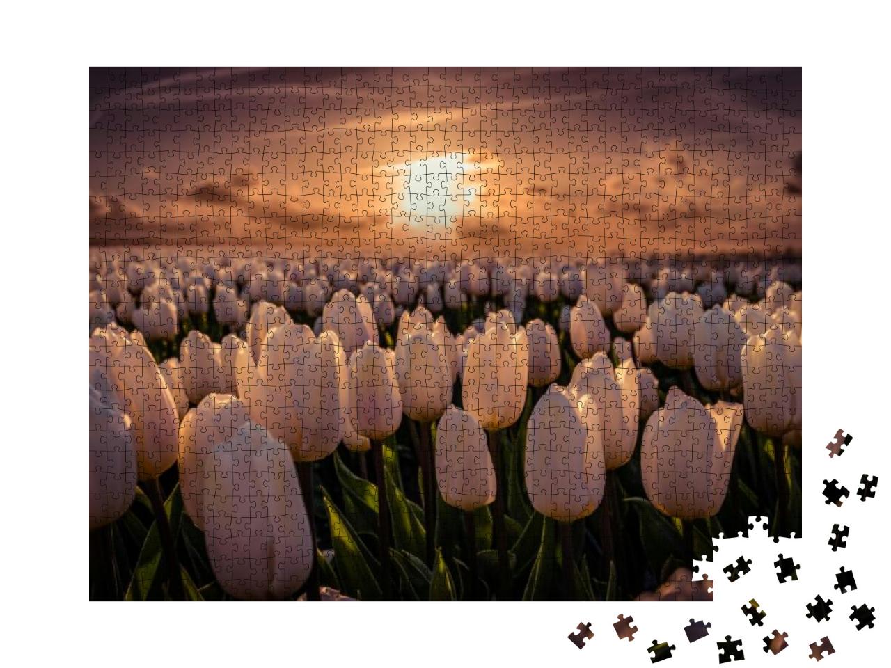 Puzzle 1000 Teile „Sonnenuntergang auf dem Tulpenfeld, Niederlande“