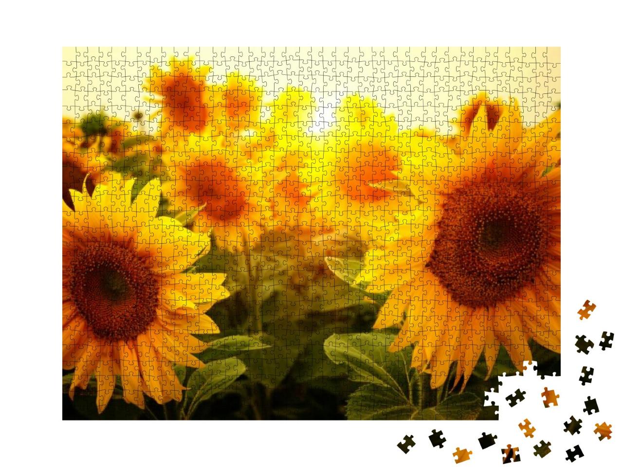 Puzzle 1000 Teile „Ein Sonnenblumenfeld in der Sonne“
