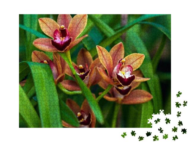 Puzzle 1000 Teile „Cymbidium Burgundian Chateau Orchidee mit orange-braunen Blüten“