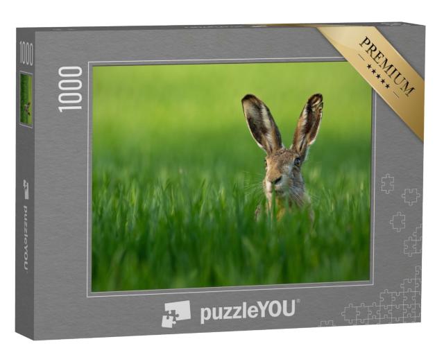 Puzzle 1000 Teile „Wilder Feldhase im grünen Gras“