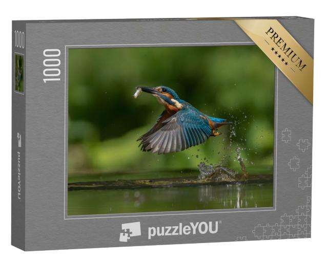 Puzzle 1000 Teile „Europäischer Eisvogel, Alcedo atthis mit Fisch als Beute“