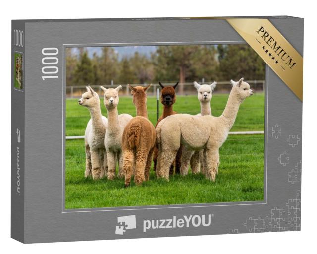 Puzzle 1000 Teile „Alpakas auf einer Ranch in Oregon“