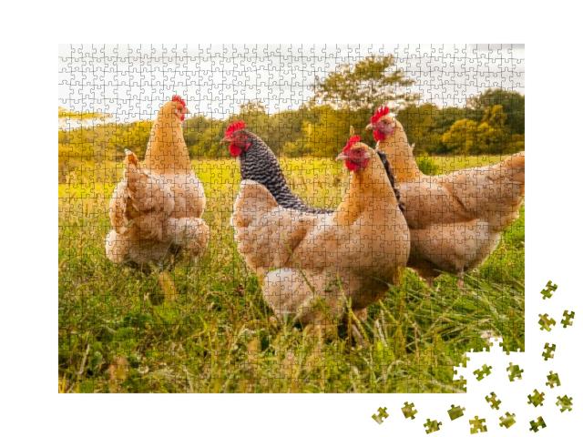 Puzzle 1000 Teile „Hühner auf der Wiese“