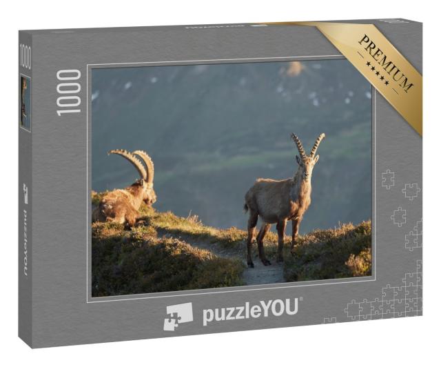 Puzzle 1000 Teile „Steinbock, Alpensteinbock, Schweizer Alpen“
