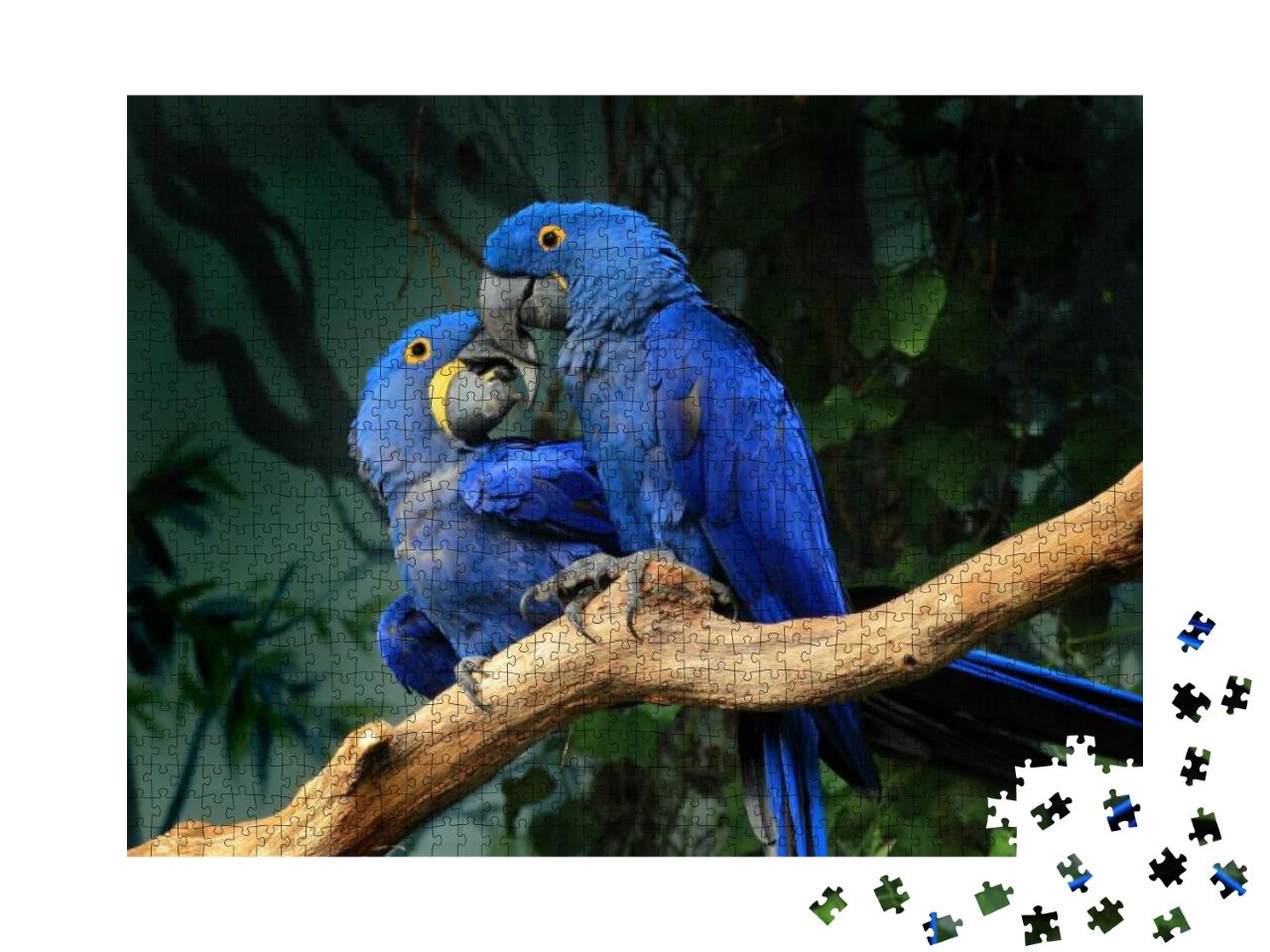Puzzle 1000 Teile „Ein Paar blauer Hyazinth-Aras berührt sich mit den Schnäbeln“