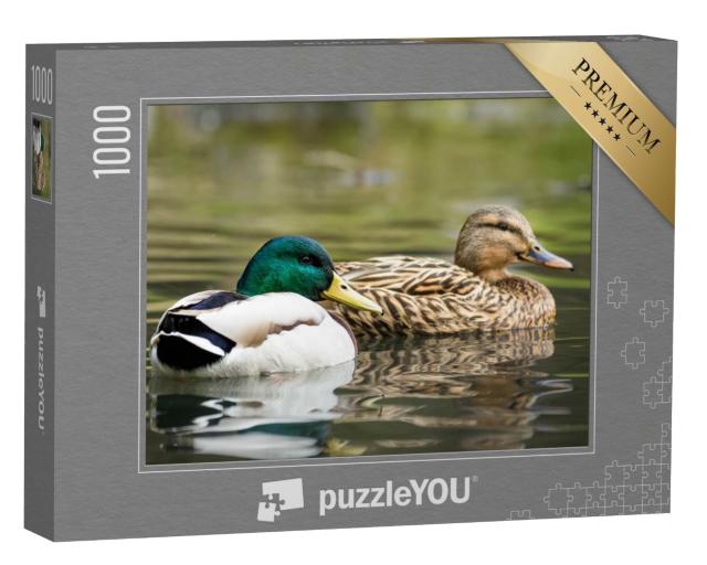 Puzzle 1000 Teile „Männliche und weibliche Stockente schwimmen auf einem Teich mit grünem Wasser“