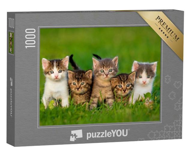Puzzle 1000 Teile „Fünf neugierige Kätzchen“