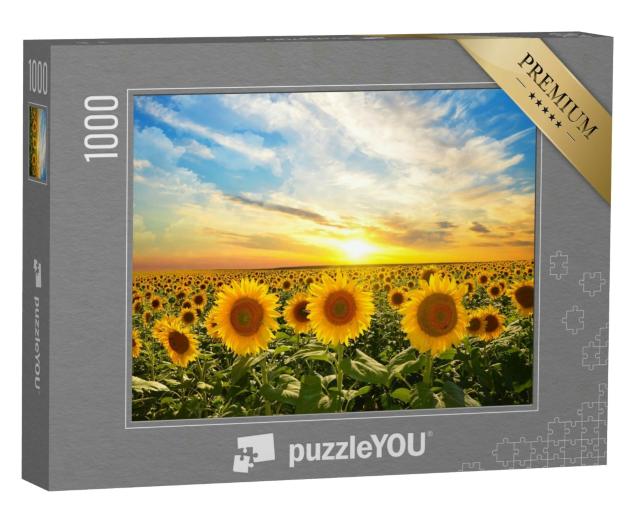 Puzzle 1000 Teile „Feld von blühenden Sonnenblumen im Sonnenuntergang“