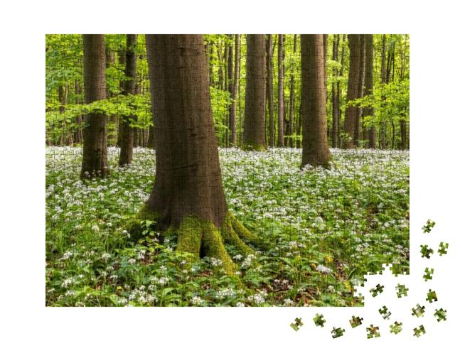 Puzzle 1000 Teile „Bärlauchblüte im Nationalpark Hainich, Thüringen“