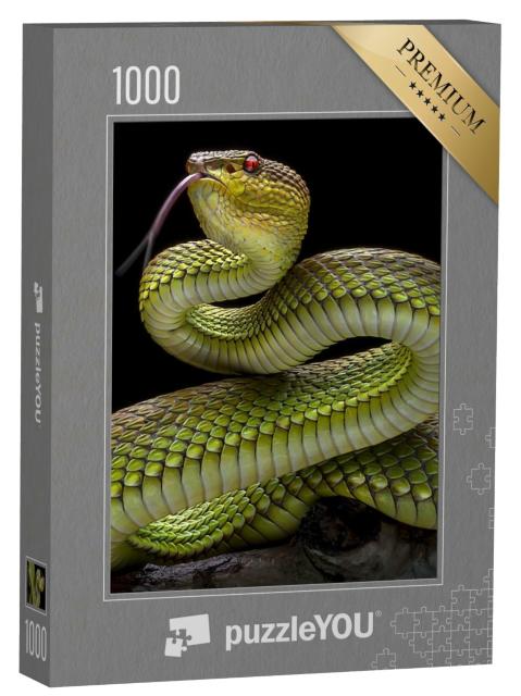 Puzzle 1000 Teile „Grüne Goldhaut-Vipernatter“