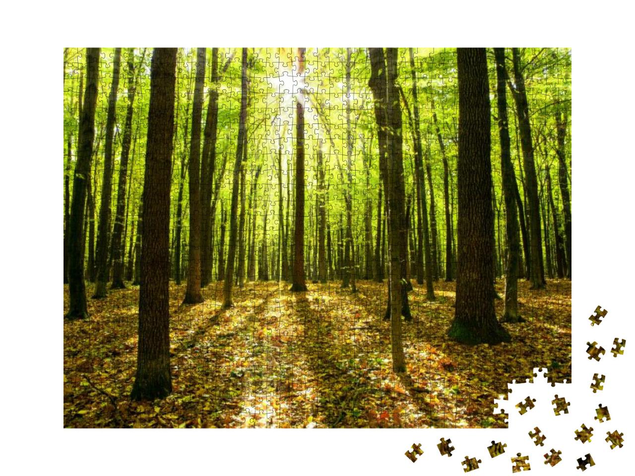 Puzzle 1000 Teile „Herbstwald mit Bäumen und Sonnenlicht“