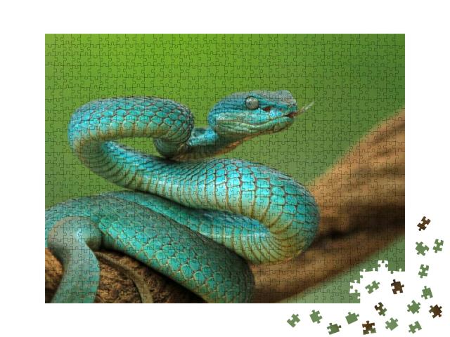 Puzzle 1000 Teile „Viper auf einem Zweig, angriffsbereite blaue Inselschlange “