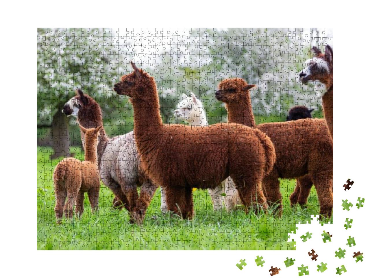 Puzzle 1000 Teile „Eine Alpaka-Herde auf einer Frühlingswiese “